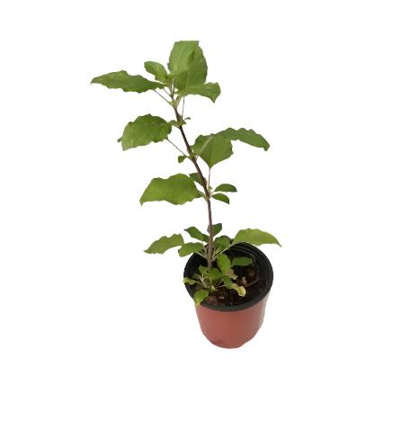 Holy Tulsi - Each