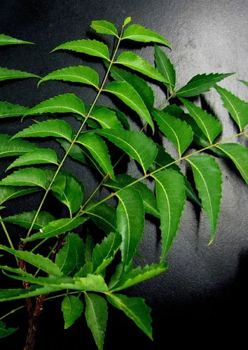 Fresh neem leaves