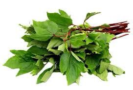 Khata Bhaji Gongura Leaves Each Bunch