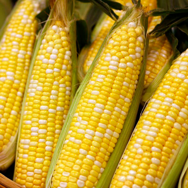 Bi-Colour Corn (1 ea) - punjabigroceries.com