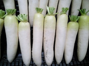 Daikon - Radish - Mooli per lb -punjabigroceries.com