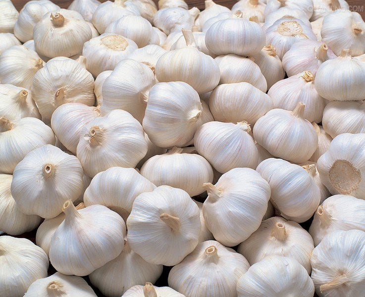 GARLIC per Lb - Punjabi Groceries