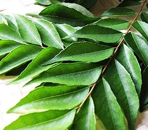 Curry Leaves - Karhi Patta - Regular Pack