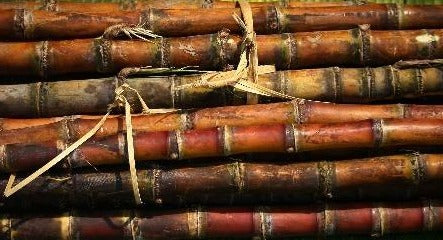 Ganna - Sugar Cane - Each