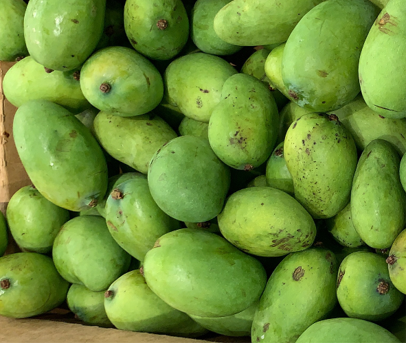 Green Mangoes - Unripe per lb