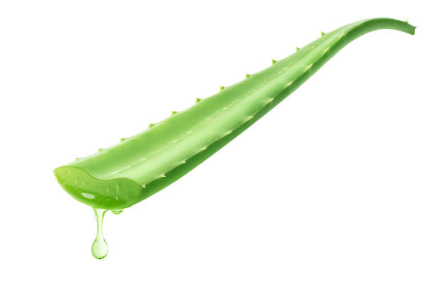 Aloe vera leaf (ea)