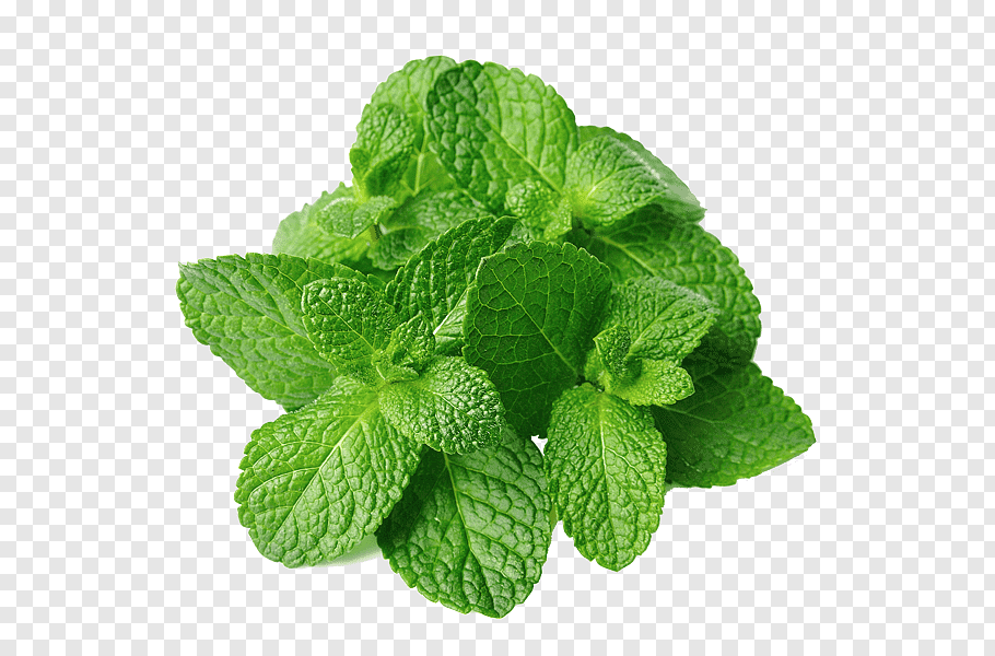 Mint Leaves / Pudina - 1 Each