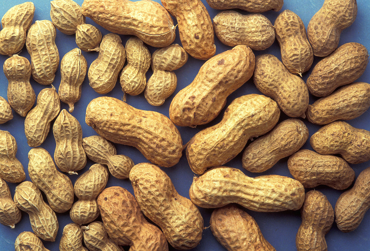 MOONGFALI- ROASTED PEANUT IN SHELL - Punjabi Groceries