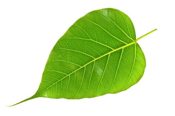 Fresh Peepal leaves (5)