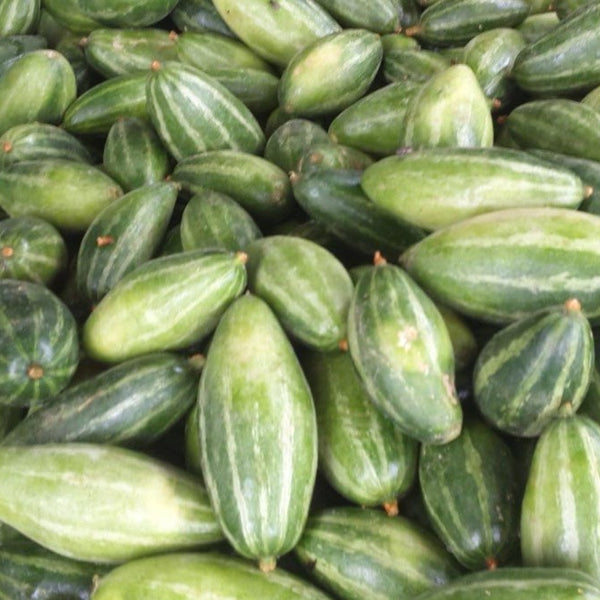 Parwar - POINTED GOURD