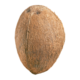 Coconut (1 ea) -punjabigroceries.com