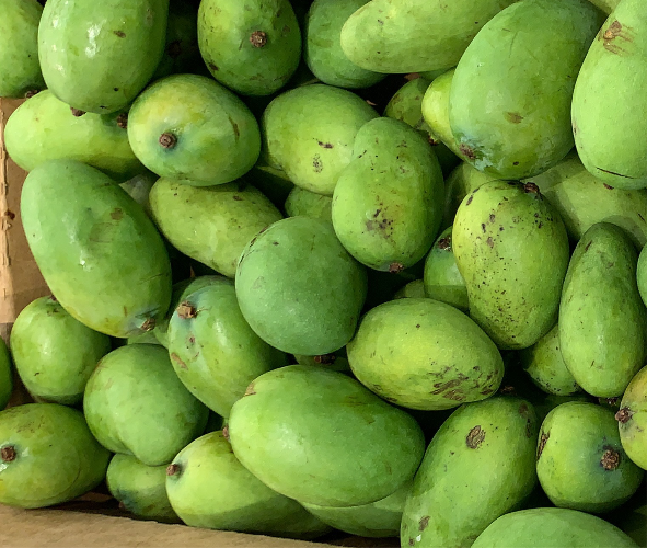 Green Mangoes -  Unripe per lb