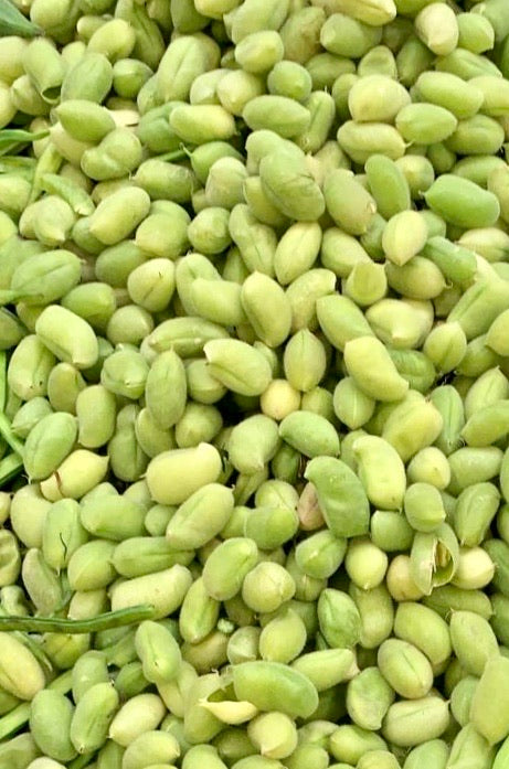 Garbanzo Beans - Sholiya -  1 lb