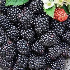 Blackberries (1 pint) - punjabigroceries.com